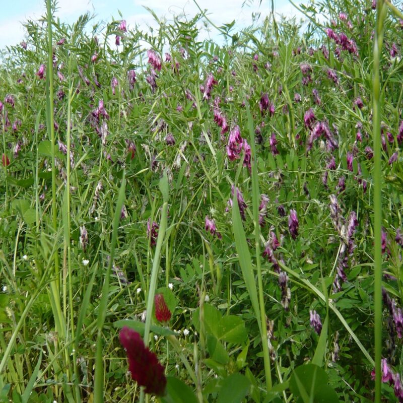 SEMENTI Erbaio rizobiato MIX EXTRABIADA (PADANA SEMENTI) - Miniatura 2