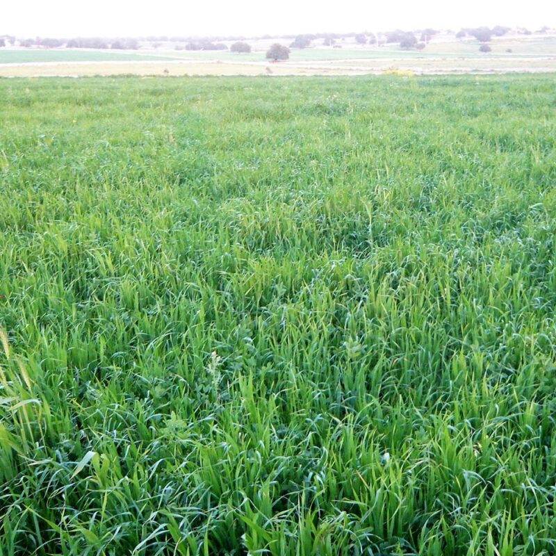 SEMENTI Erbaio MIX SPECIAL FIENO (PADANA SEMENTI) - Miniatura 2