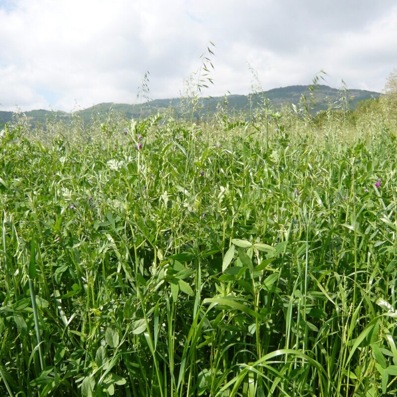 SEMENTI Erbaio MIX SUPER FIVE (PADANA SEMENTI) - Miniatura 2