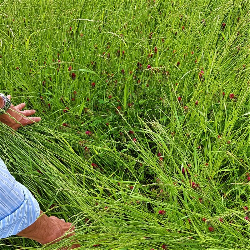 SEMENTI MIX PADANA 70 (PADANA SEMENTI) - Miniatura 2