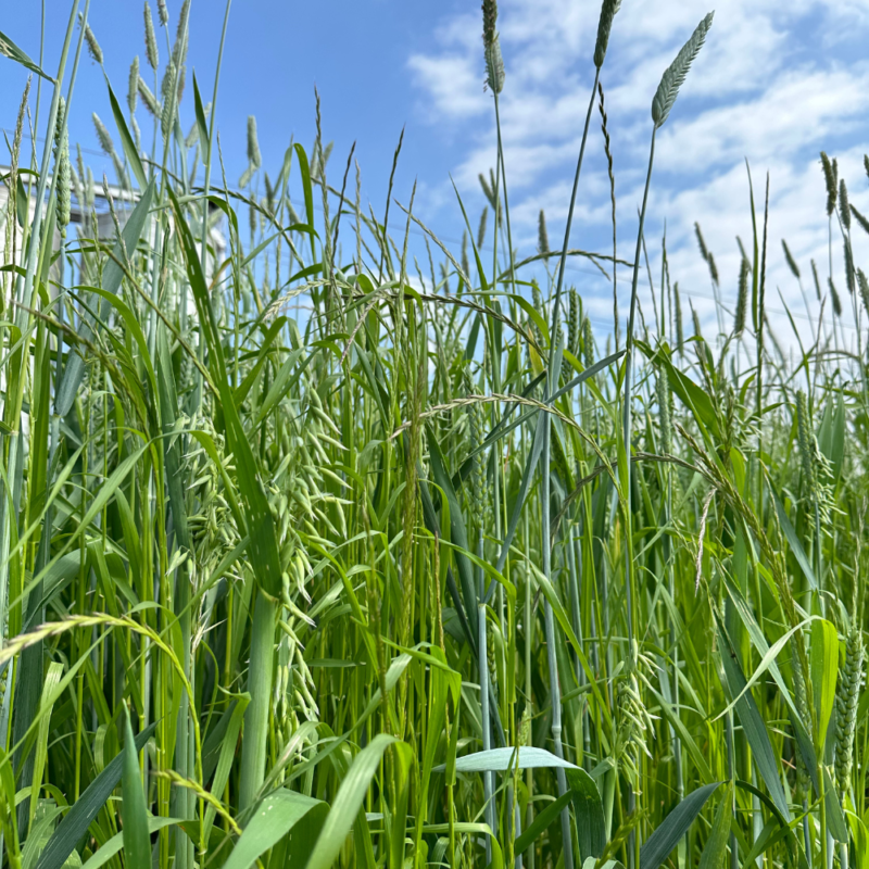 SEMENTI MIX PETRUS (PADANA SEMENTI) - Miniatura 2